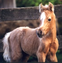 Mollie1.jpg (15774 bytes)