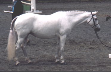 bambi1.jpg (20034 bytes)