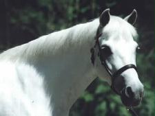 creme.jpg (6000 bytes)